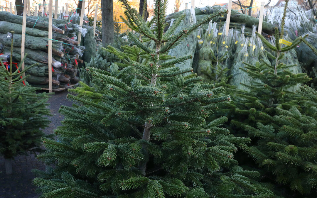 VENTE DE SAPINS