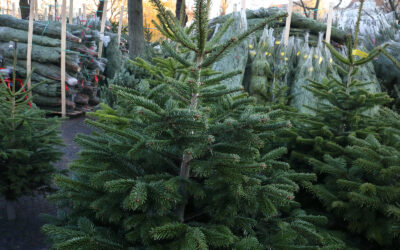 VENTE DE SAPINS