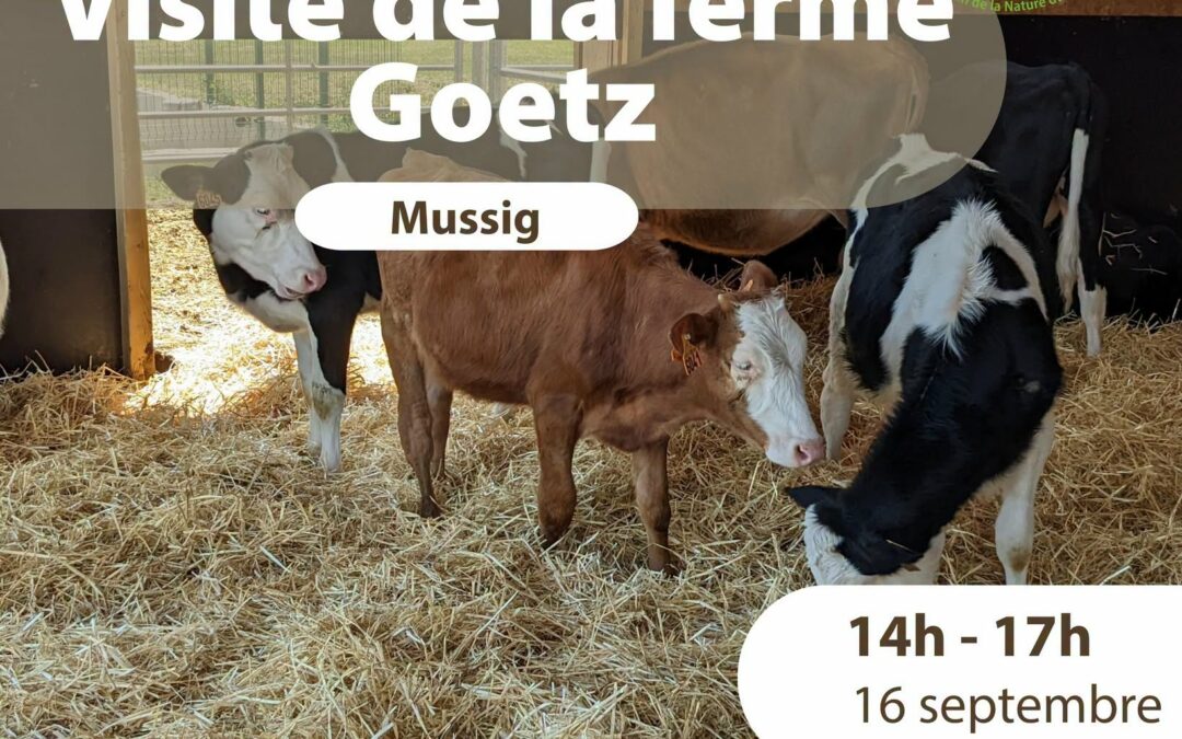 🐄 À la découverte de la ferme Goetz à Mussig !